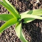 Allium schubertii Foglia