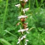 Platanthera dilatata Flower