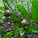 Fusaea longifolia Плод