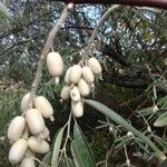 Elaeagnus angustifolia Fruit