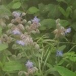 Borago pygmaea Flor