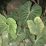 Philodendron gloriosum Fuelha