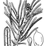 Potamogeton obtusifolius Altro