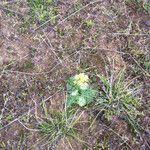 Lomatium dasycarpum Хабит