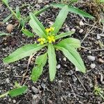 Erysimum cheiranthoides Habit