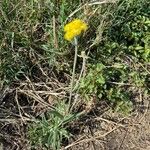 Helichrysum odoratissimum Lehti