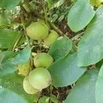 Juglans ailanthifolia Fruit