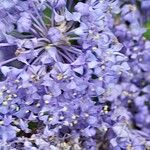 Ceanothus thyrsiflorus Λουλούδι