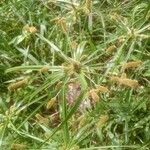 Cyperus alopecuroides 葉