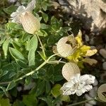 Silene uniflora Fruit