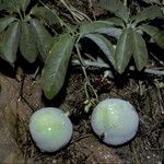 Passiflora cirrhiflora Habit