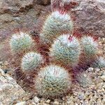 Mammillaria mercadensis Hábito