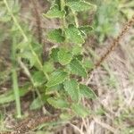 Chromolaena hirsuta Hoja