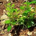 Peperomia pellucida Leaf