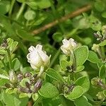 Salpichroa origanifolia Flower