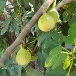 Ficus carica फल