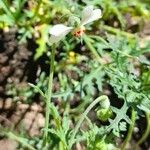 Blumenbachia insignis Habitus