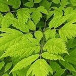 Actaea racemosa Blatt