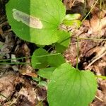 Smilax herbacea Levél