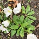 Helleborus niger Leaf