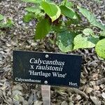 Calycanthus floridus その他の提案