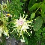 Cirsium spinosissimum Fleur