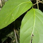 Paragonia pyramidata Fuelha