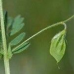 Vicia lentoides Levél