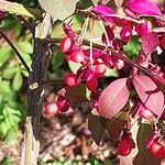 Euonymus alatus Fruit