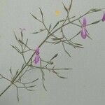 Dicliptera resupinata Flower