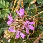 Erodium cicutariumFlower