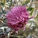 Cirsium echinatum 花