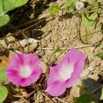 Ipomoea plummerae 花