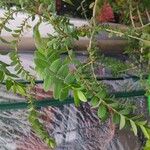 Melaleuca hypericifolia Folha