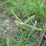 Dactyloctenium aegyptium 花