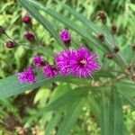 Vernonia noveboracensis Flower