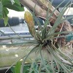 Tillandsia fasciculata Blad