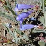 Penstemon speciosus Virág