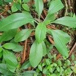 Kleinia abyssinica Leaf