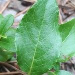 Orthilia secunda Leaf