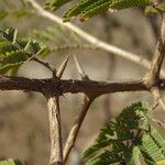 Dichrostachys cinerea Bark