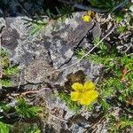 Fumana procumbens ফুল