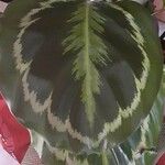 Calathea roseopicta Hoja
