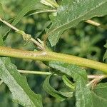 Atriplex tatarica Casca