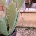 Opuntia maxima Frunză