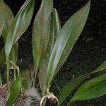Maxillaria endresii Other