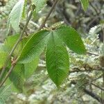 Passiflora tripartita 叶