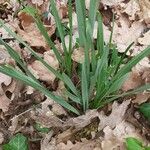 Allium ascalonicum List