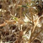 Carlina lanata Foglia