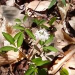 Panax trifolius आदत